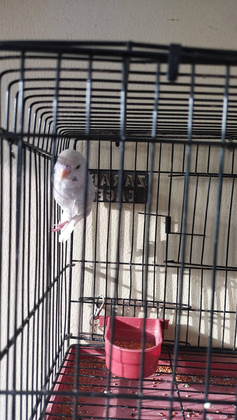 teetar and budgie chicks pair 9