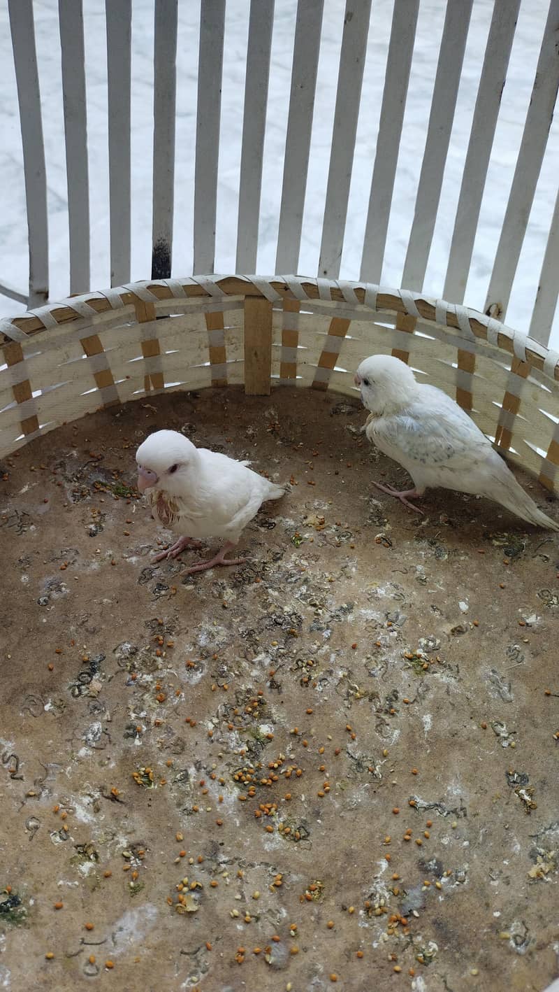 teetar and budgie chicks pair 11