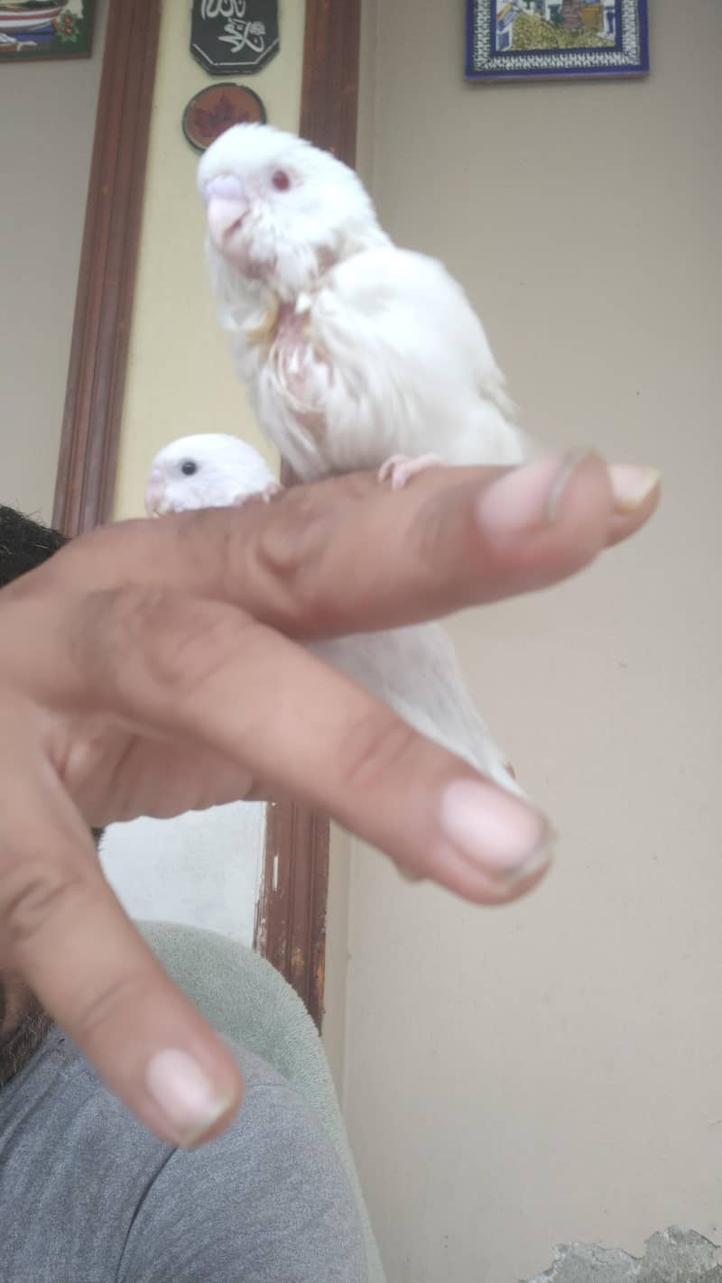 teetar and budgie chicks pair 17