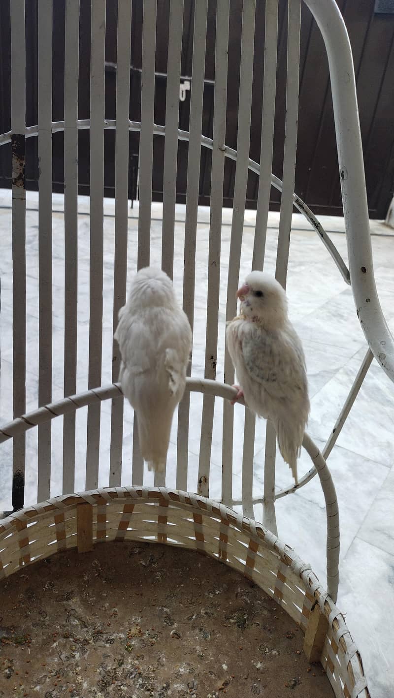 teetar and budgie chicks pair 18