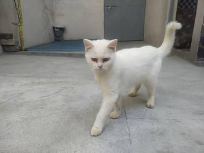 Persian cat for sale