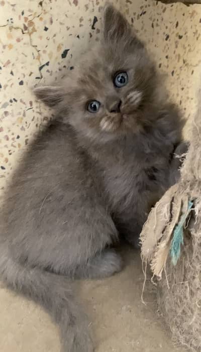 Females  available for sale