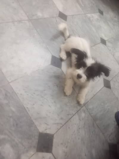 papi poo Dog for sale