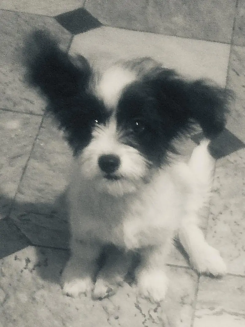 papi poo Dog for sale — photo 4
