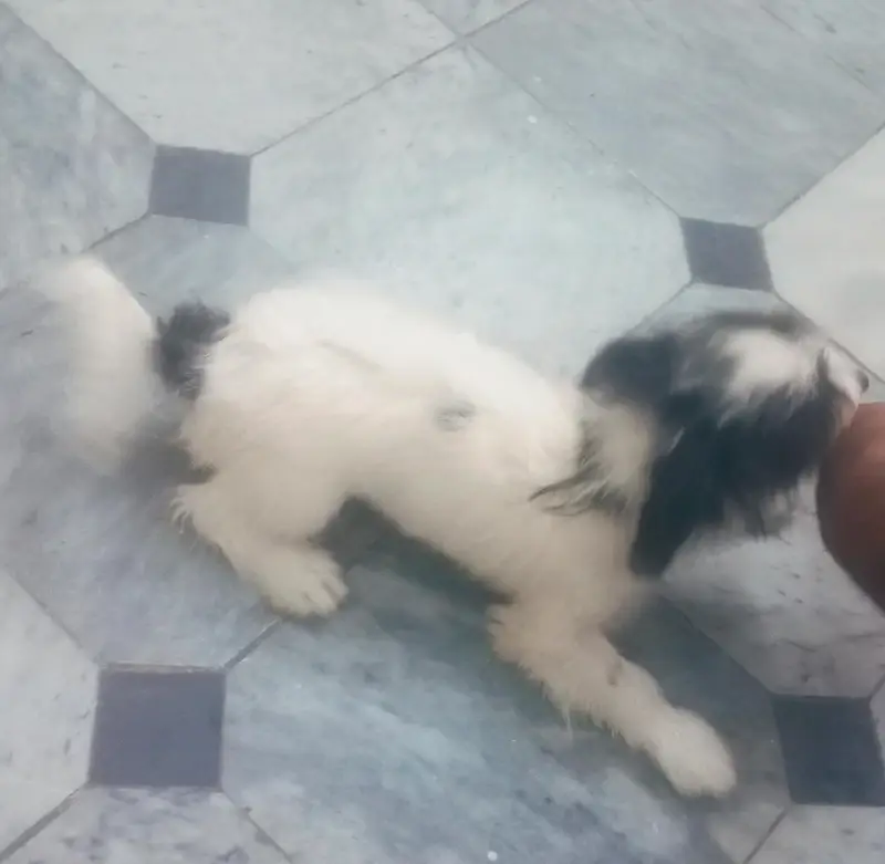 papi poo Dog for sale — photo 5