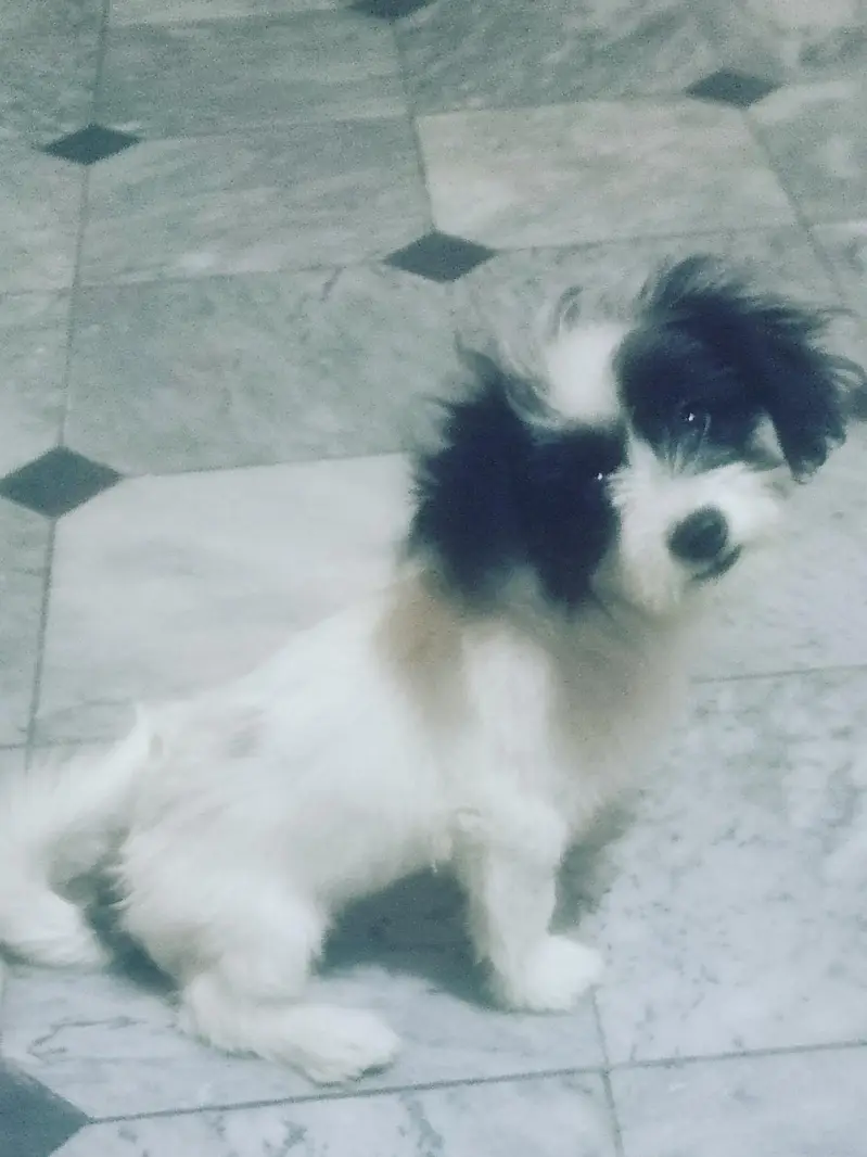 papi poo Dog for sale — photo 8