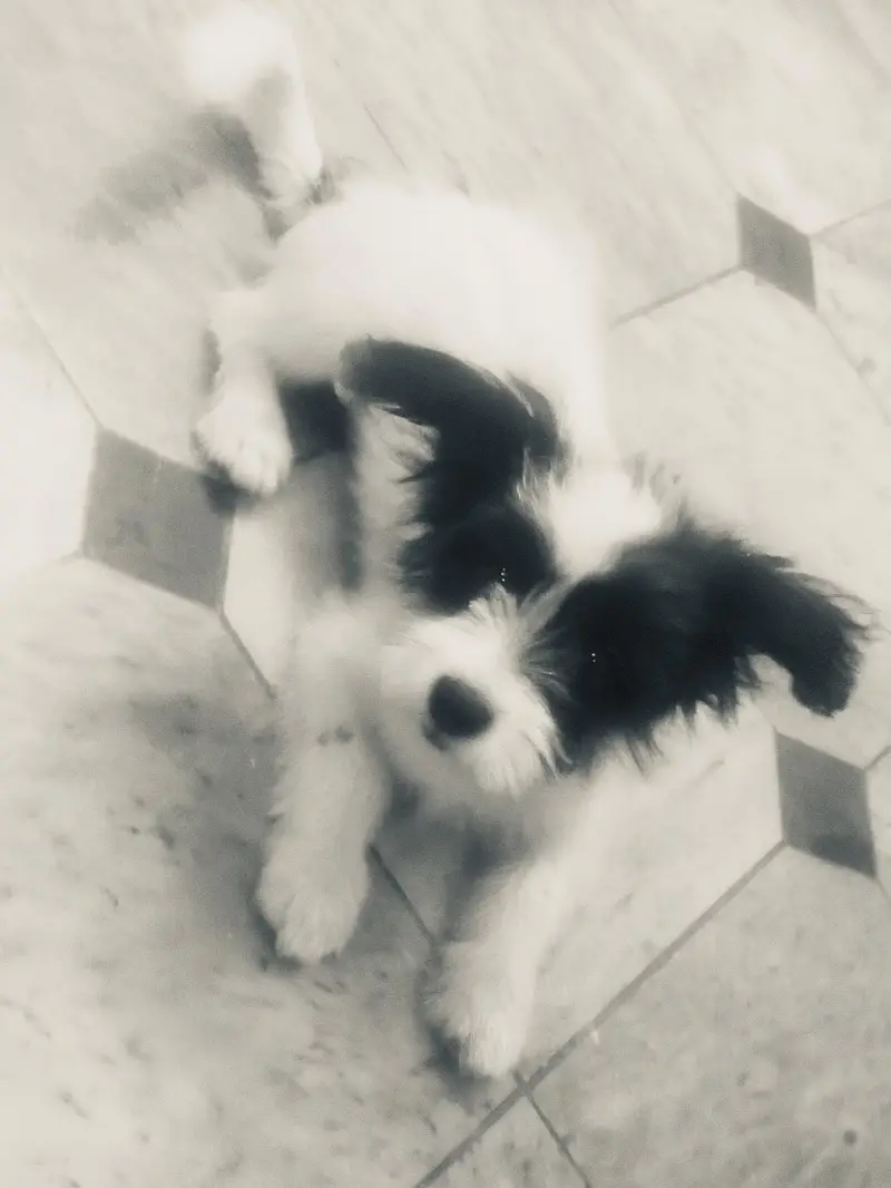 papi poo Dog for sale — photo 9