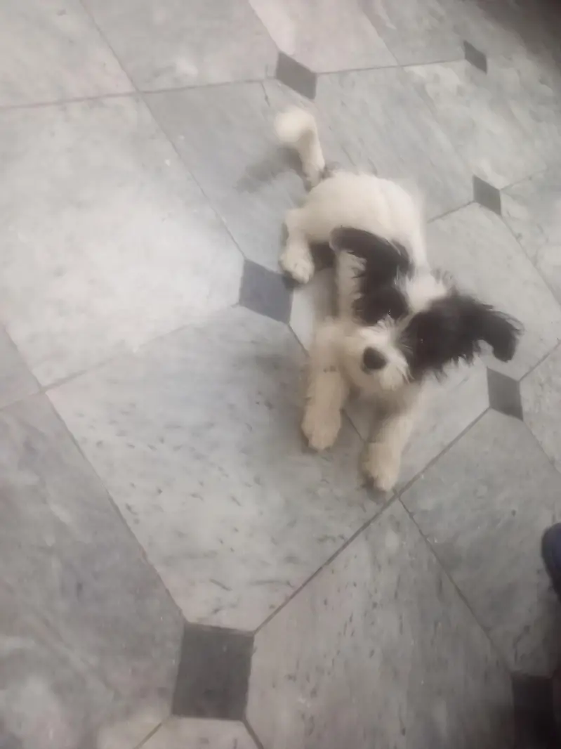 papi poo Dog for sale — photo 10