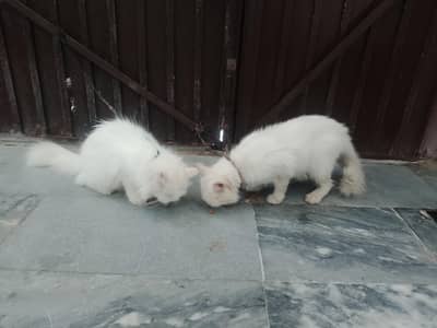 male age 3 year old and female age 4 year breeding confirm