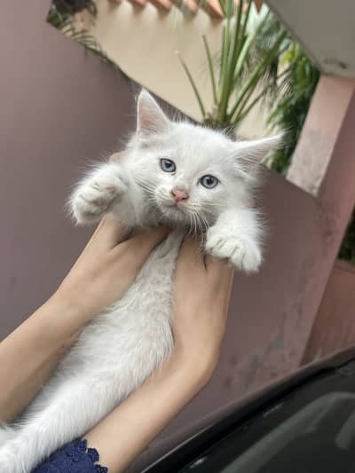 Persian kitten up for sale blue eyes. Only for caring family