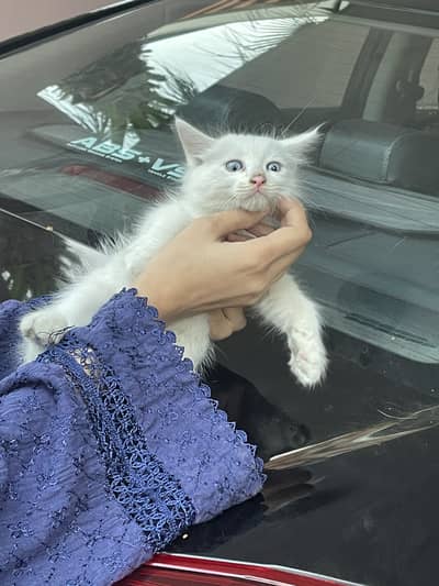 Persian kitten up for sale blue eyes. Only for caring family