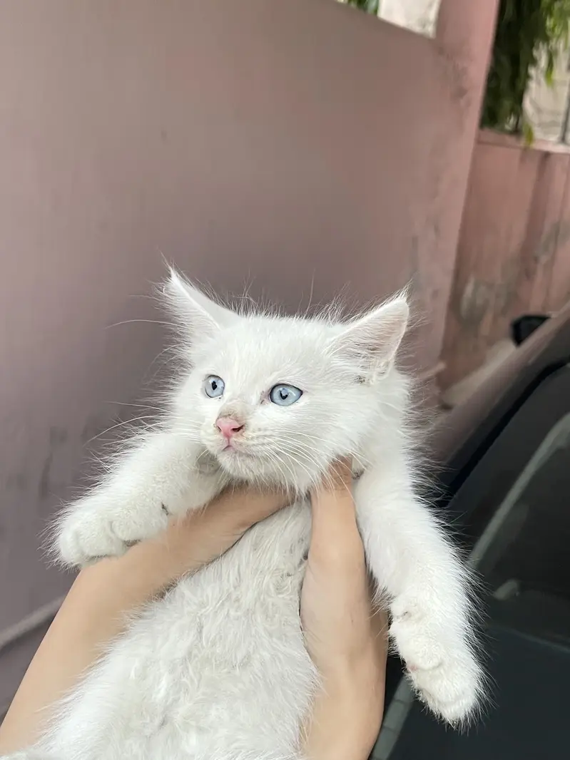 Persian kitten up for sale blue eyes. Only for caring family — photo 3