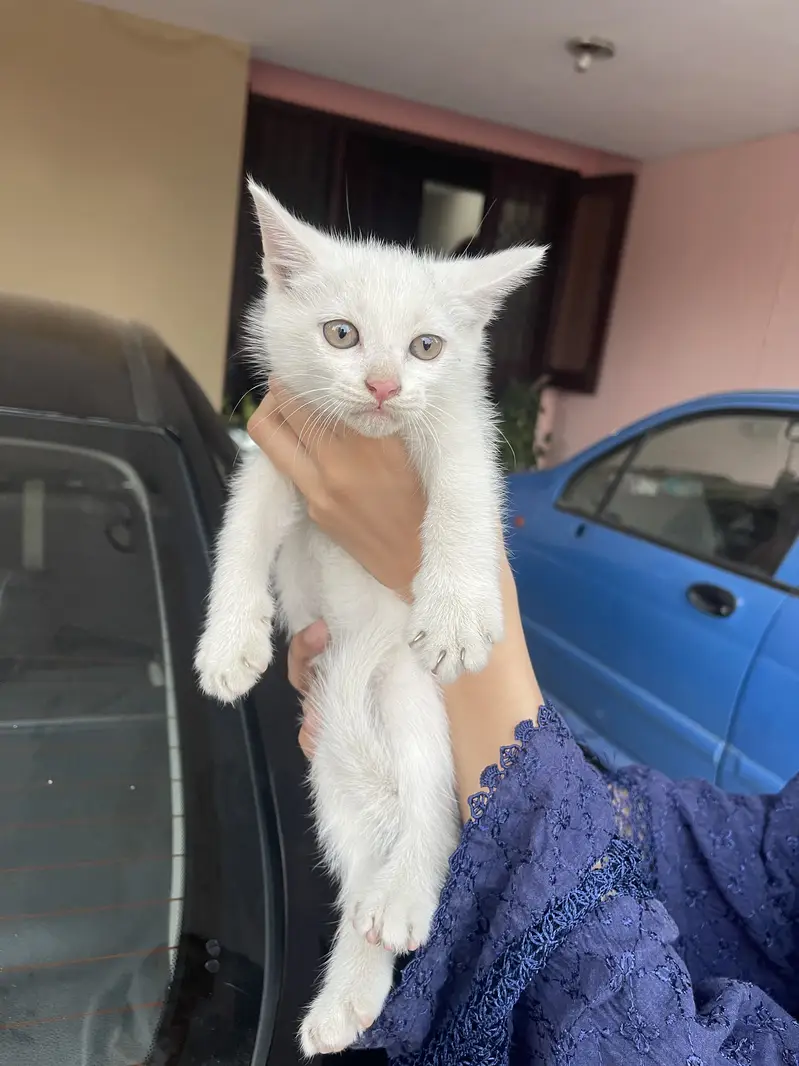 Persian kitten up for sale blue eyes. Only for caring family — photo 4