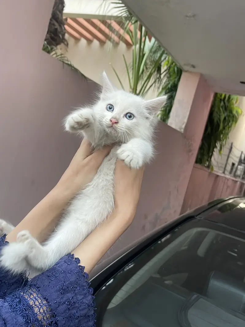 Persian kitten up for sale blue eyes. Only for caring family — photo 5
