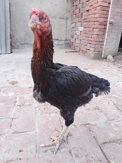 Big Breeder Female For sale