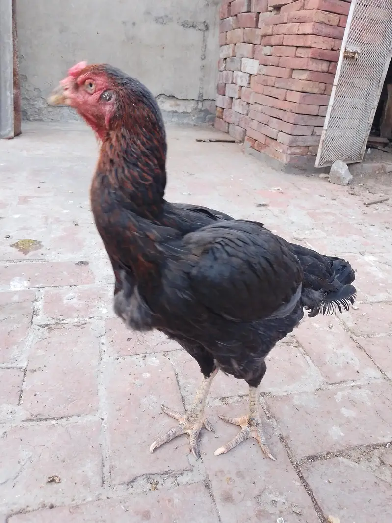 Big Breeder Female For sale — photo 2