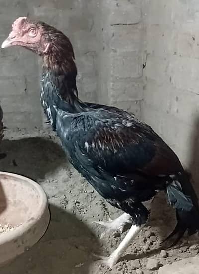 aseel pathy  avalible 03196643103