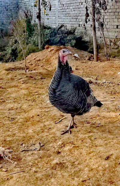 Female Turkey