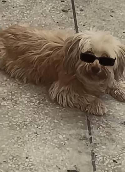 poodel dog pair searching new house