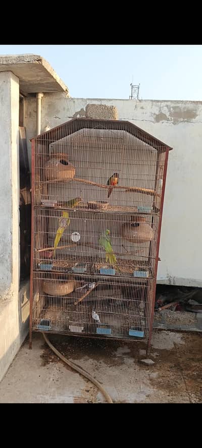birds for sell