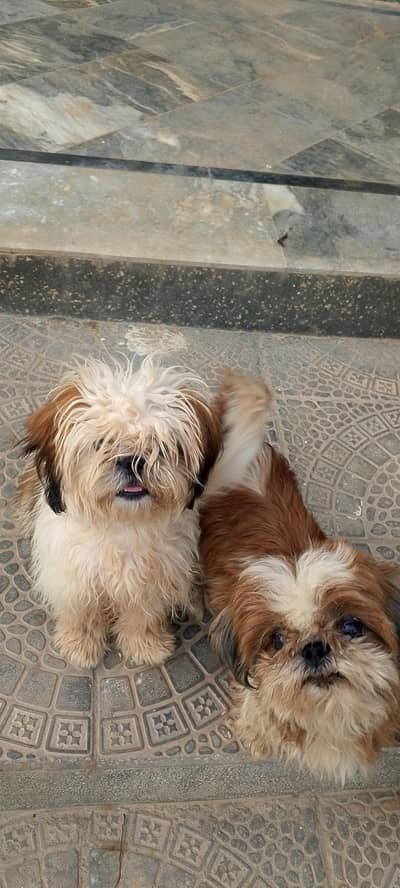 shihtzu/shihzu