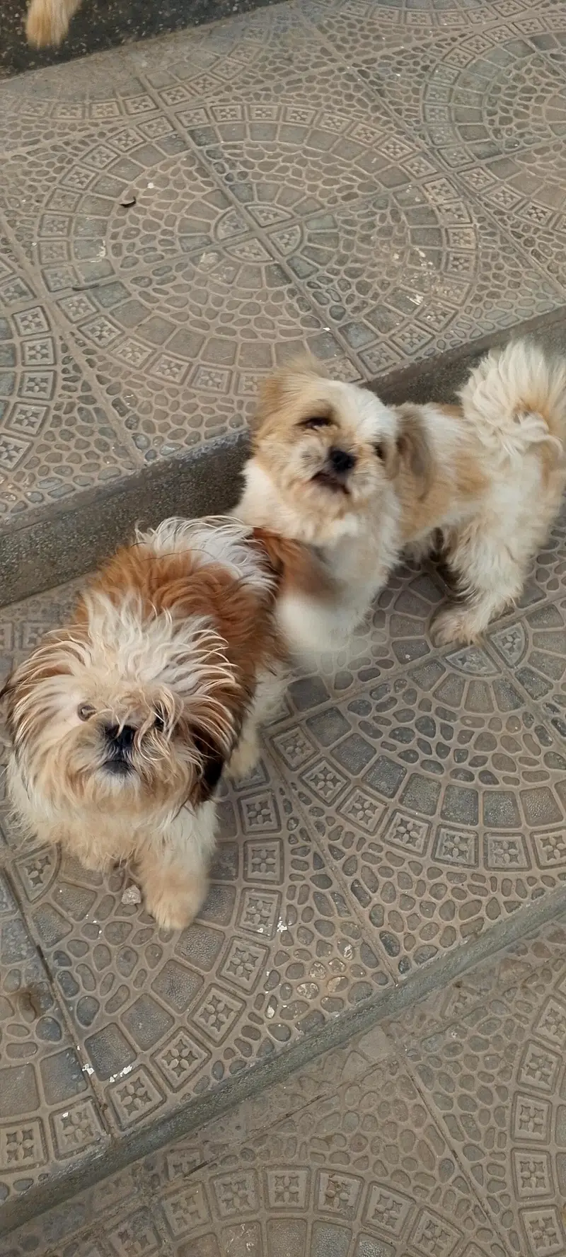 shihtzu/shihzu — photo 2