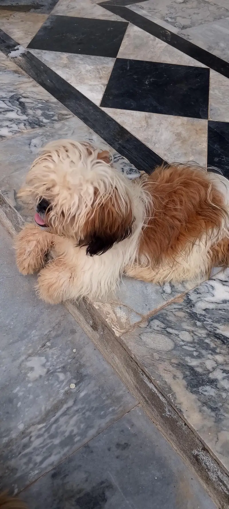 shihtzu/shihzu — photo 3