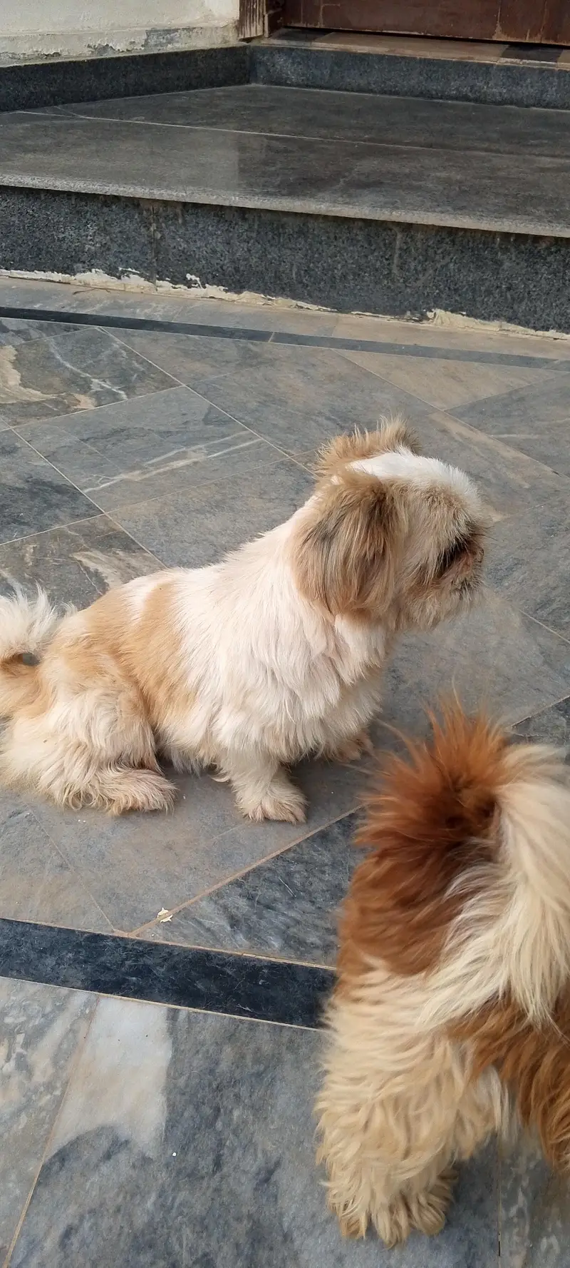 shihtzu/shihzu — photo 4