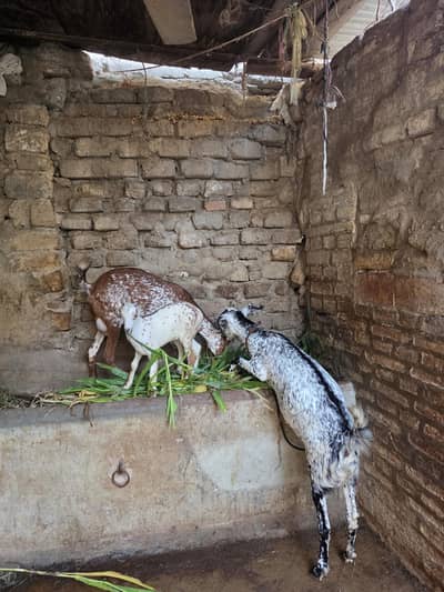 Bangali teddy, tapri or ek bacha hy