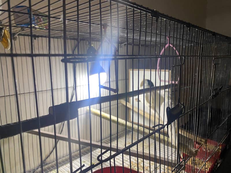 pair parrots 0