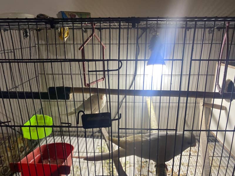 pair parrots 2