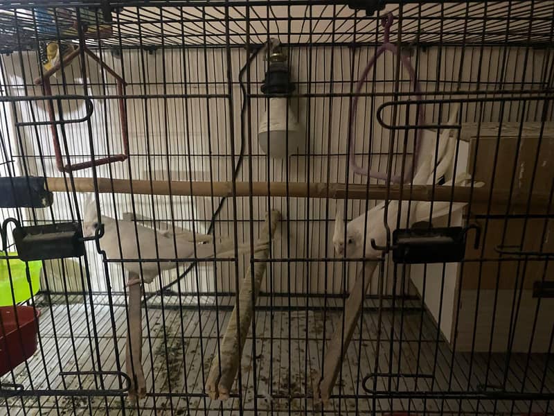 pair parrots 3