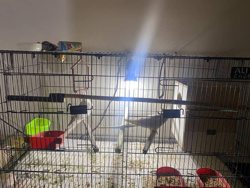 pair parrots 4