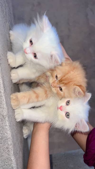 Persian Kittens ||  Punch Face || Cats for Sale || Pure Persian