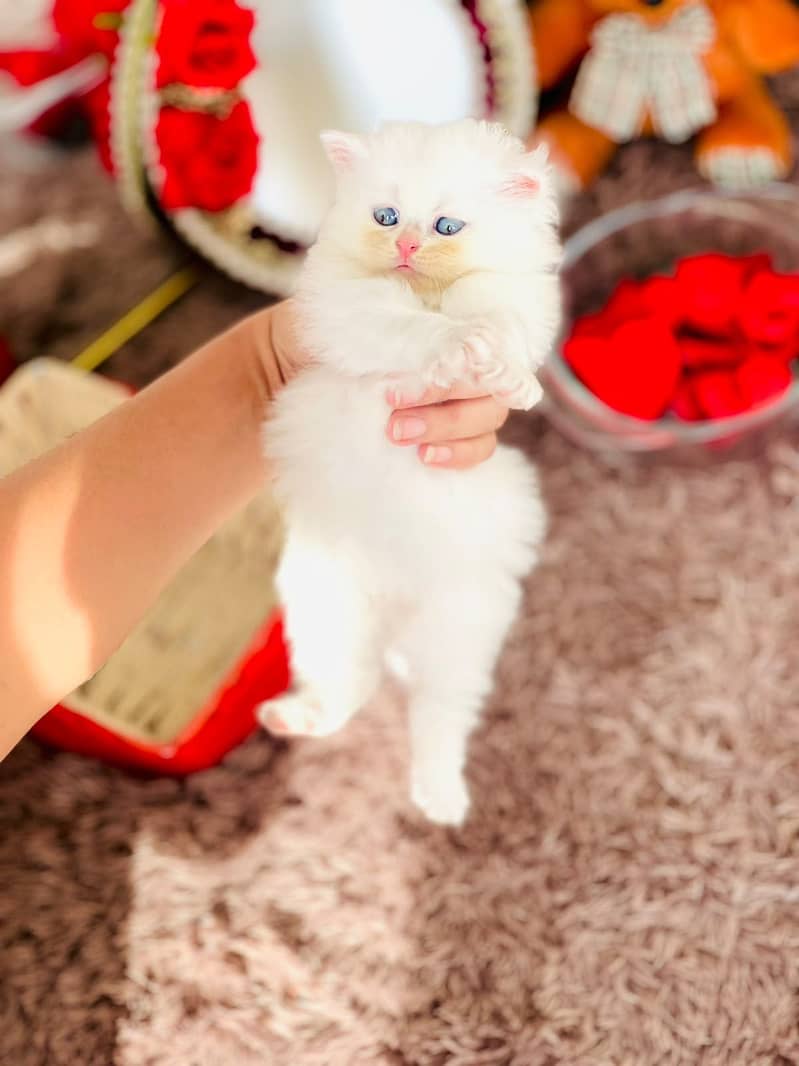 Persian Kittens || Punch Face || Cats for Sale || Pure Persian - Cats ...