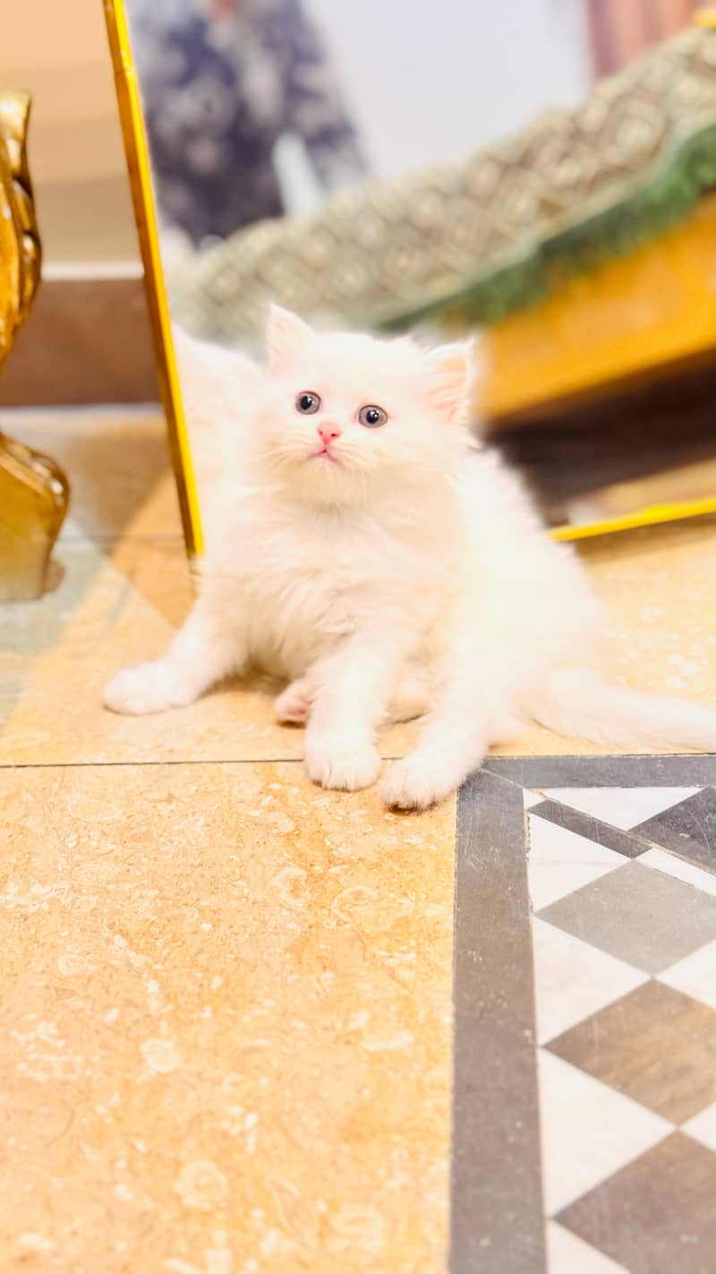 Persian Kittens || Punch Face || Cats for Sale || Pure Persian - Cats ...