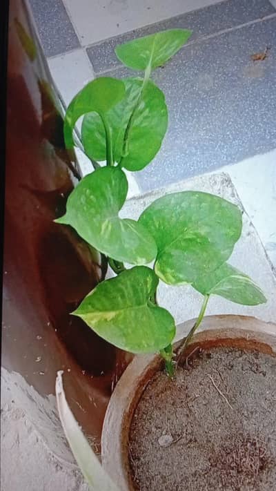 10 plants