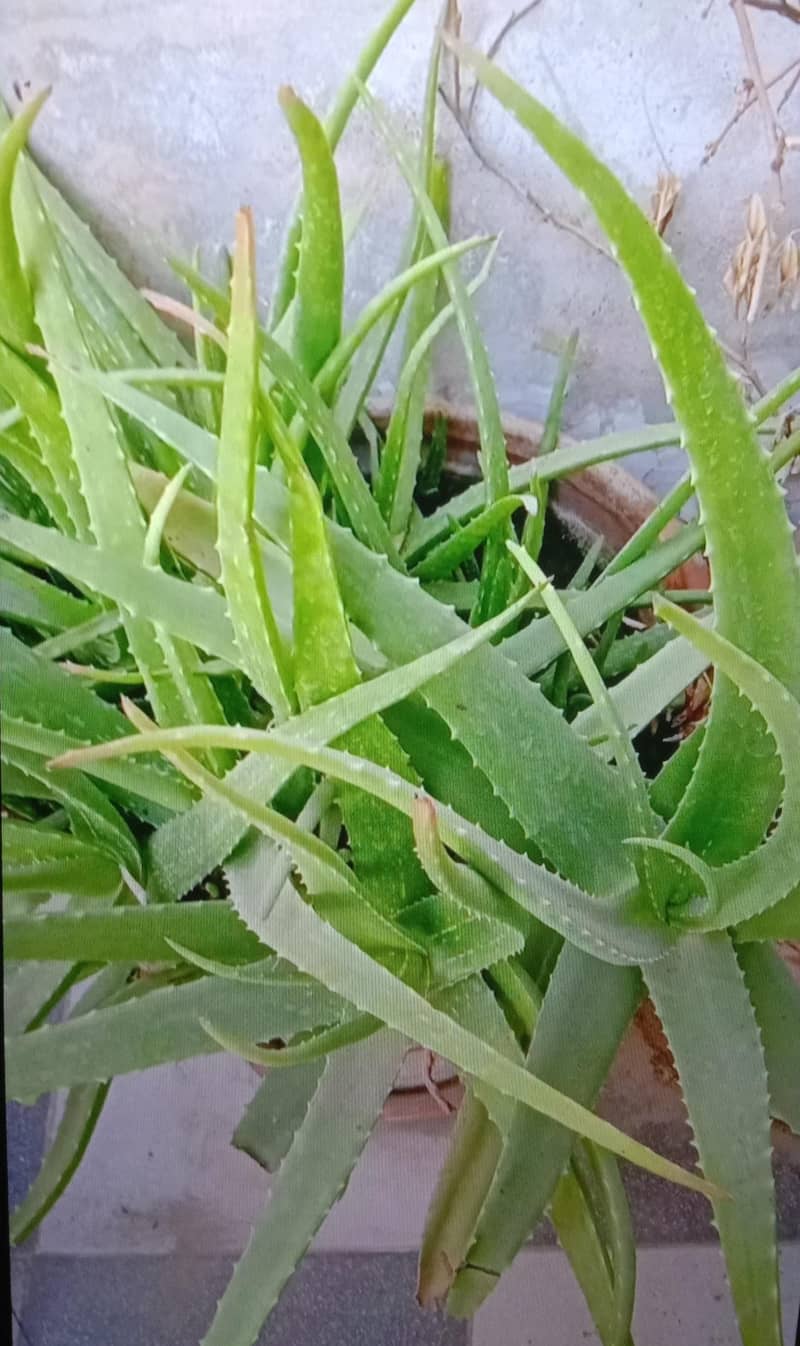10 plants 1
