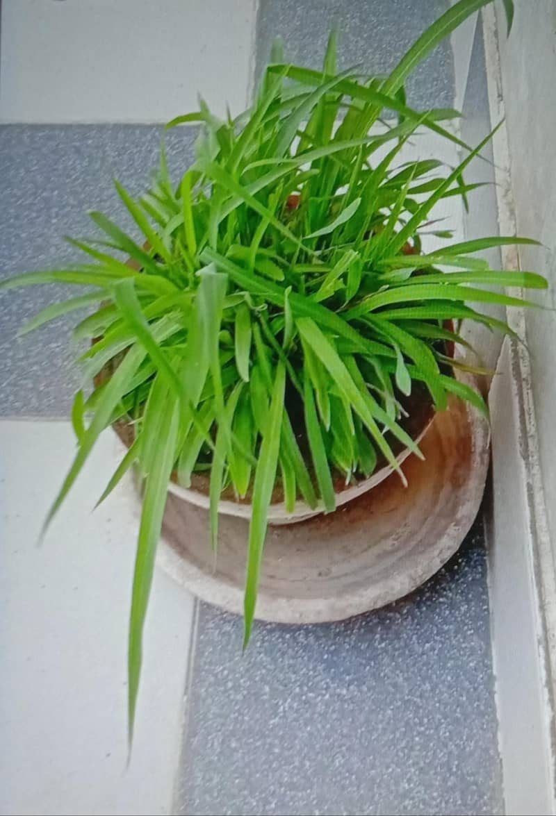 10 plants 2