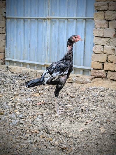Pure Aseel Murgh for Sale | Healthy & Active