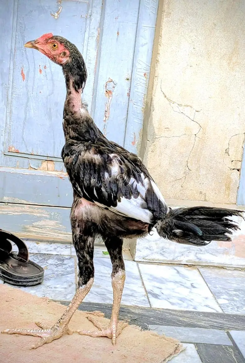 Pure Aseel Murgh for Sale | Healthy & Active — photo 2