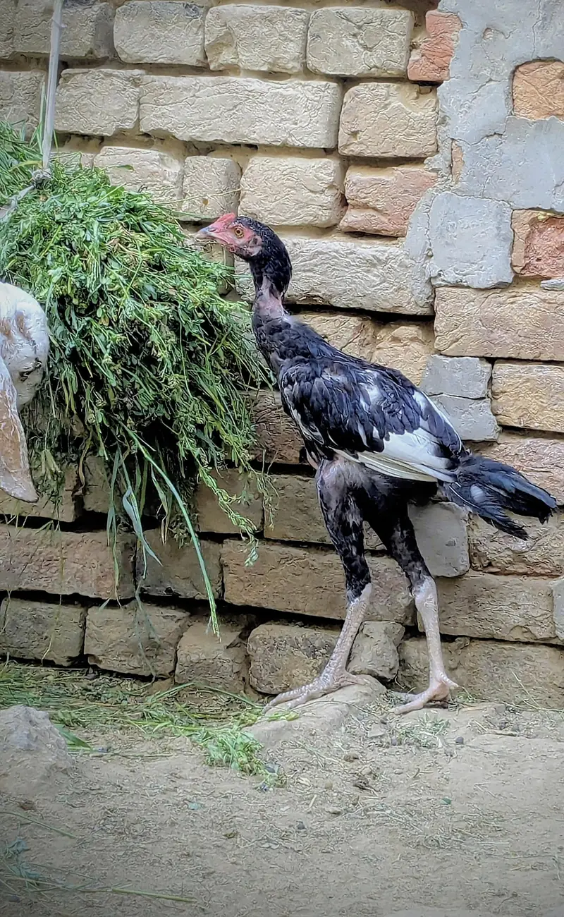 Pure Aseel Murgh for Sale | Healthy & Active — photo 3