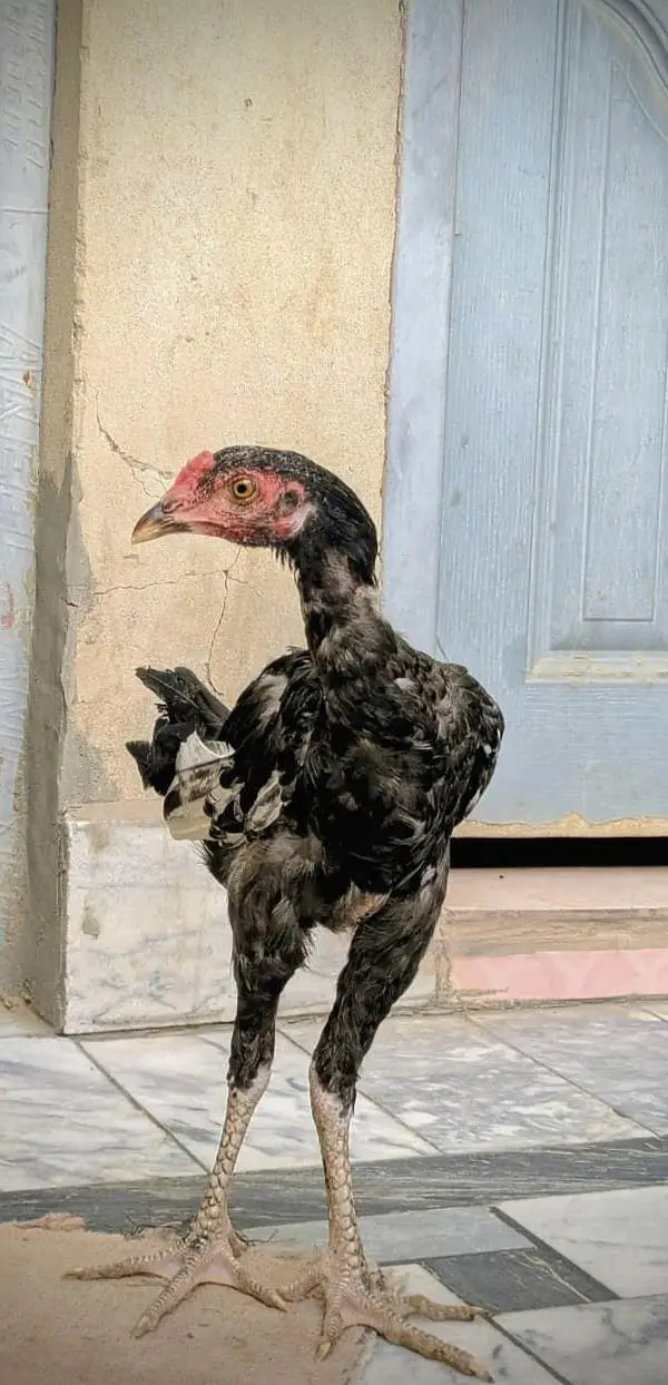 Pure Aseel Murgh for Sale | Healthy & Active — photo 4