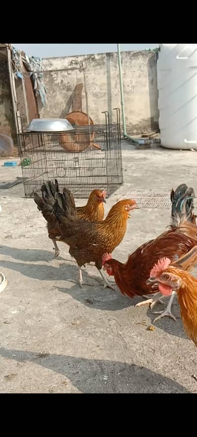 Dasi & Aseel male , female and eggs available