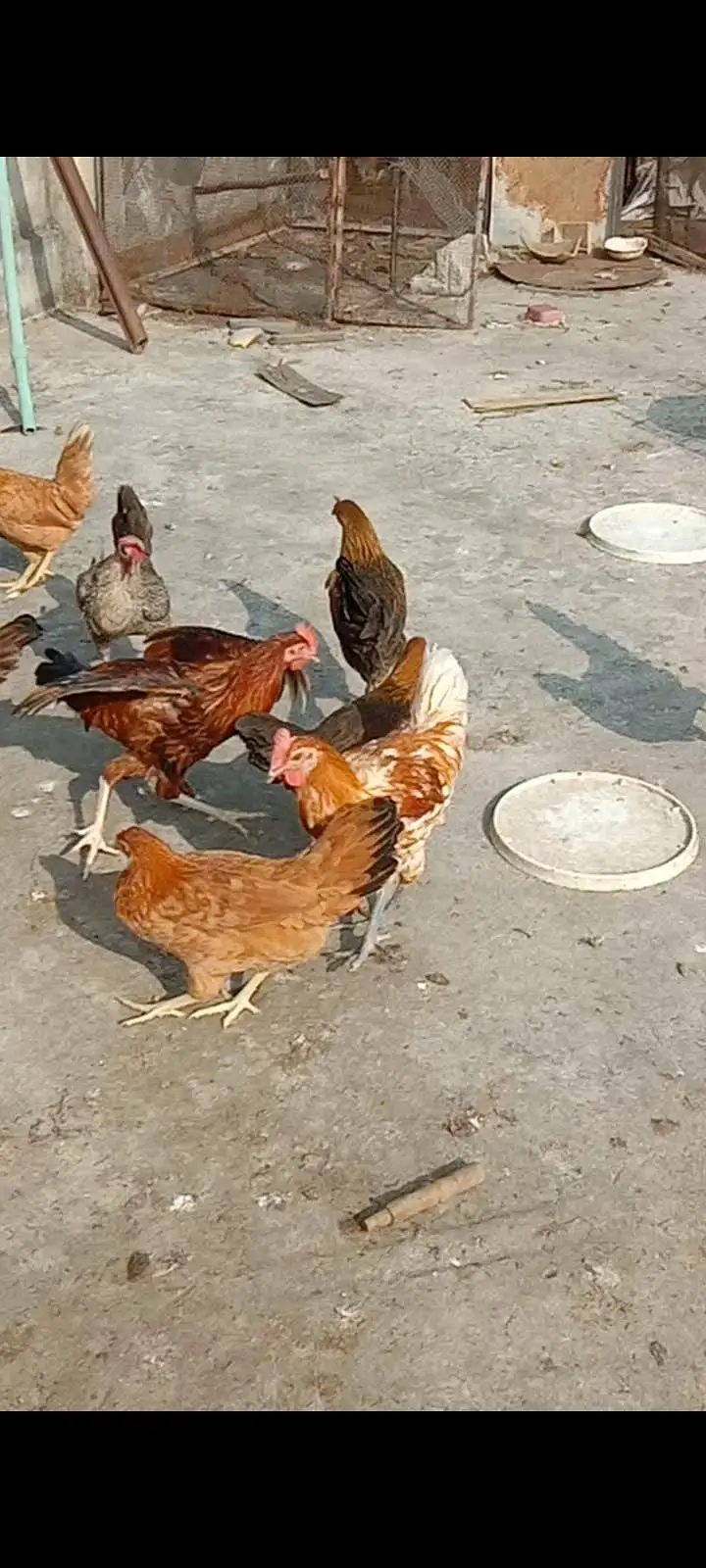 Dasi & Aseel male , female and eggs available — photo 2