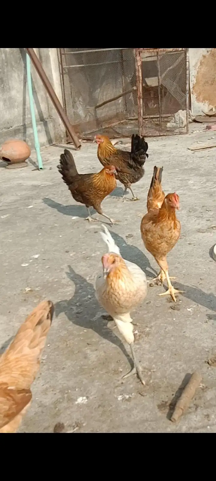 Dasi & Aseel male , female and eggs available — photo 3