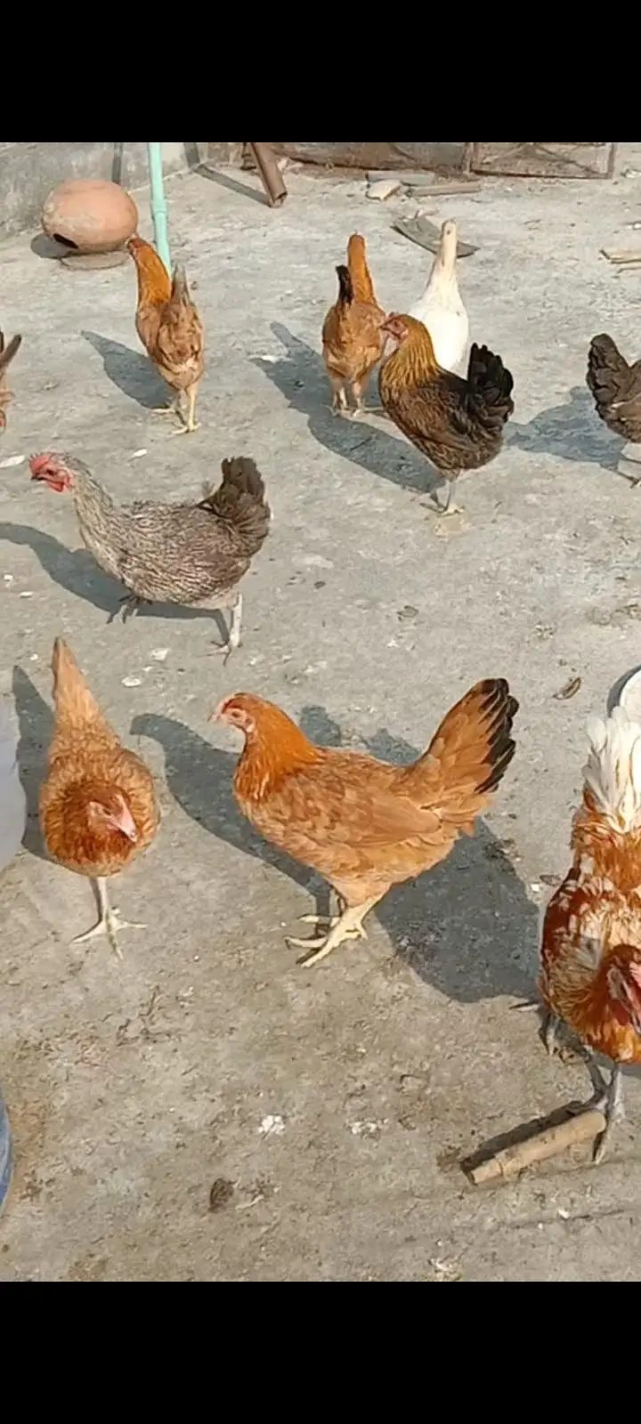 Dasi & Aseel male , female and eggs available — photo 4