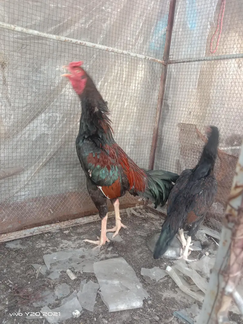 Dasi & Aseel male , female and eggs available — photo 6