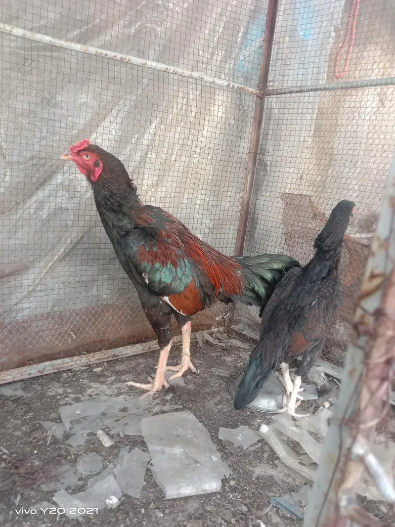 Dasi & Aseel male , female and eggs available — photo 7