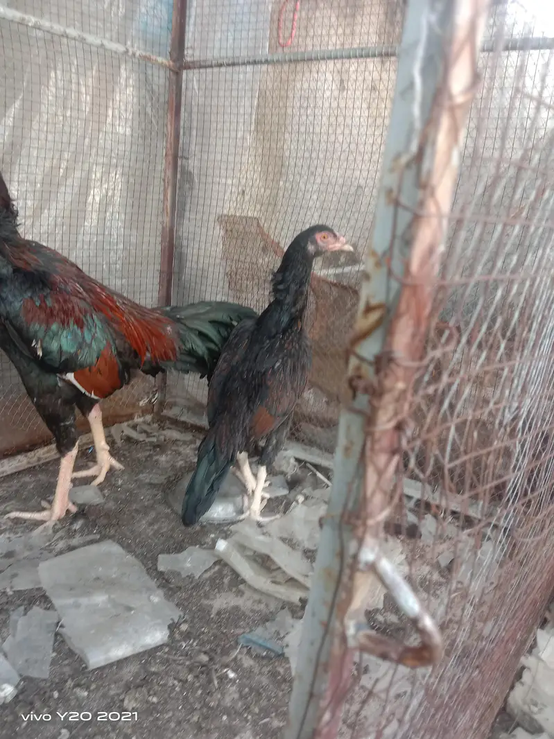 Dasi & Aseel male , female and eggs available — photo 8